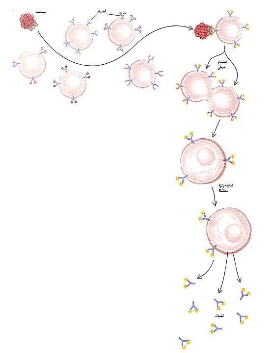 http://oloommagazine.com/images/Articles/11/SCI95b11N10_H01_004297.jpg