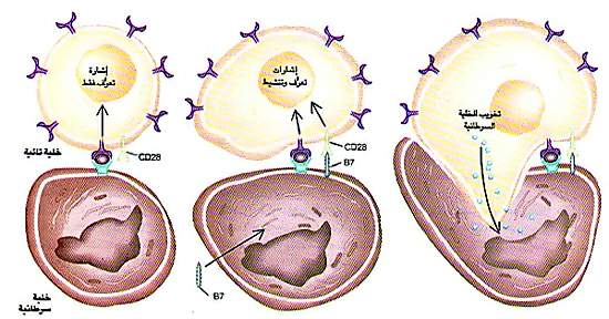 http://oloommagazine.com/images/Articles/11/SCI95b11N10_H01_004300.jpg