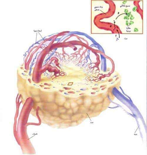 http://oloommagazine.com/images/Articles/11/SCI95b11N4_H03_004959.jpg