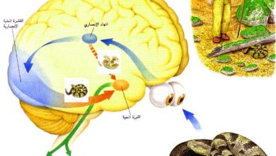 http://oloommagazine.com/images/Articles/12/SCI96b12N1_H01_005583.jpg