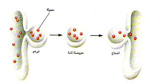 http://oloommagazine.com/images/Articles/12/SCI96b12N11-12_H04_005478.jpg