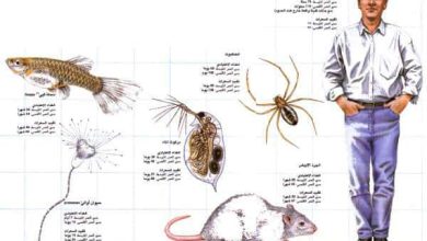 http://oloommagazine.com/images/Articles/12/SCI96b12N4_H03_005883.jpg