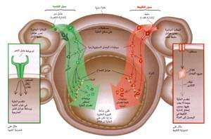 http://oloommagazine.com/images/Articles/14/SCI98b14N1-2_H02_007267.jpg