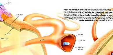 http://oloommagazine.com/images/Articles/14/SCI98b14N1-2_H03_007271.jpg