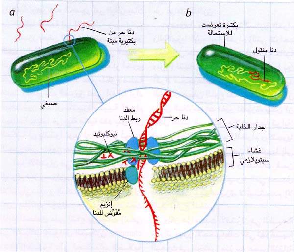 http://oloommagazine.com/images/Articles/14/SCI98b14N8-9_H03_008070.jpg