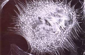 http://oloommagazine.com/images/Articles/14/SCI98b14N6-7_H03_007961.jpg