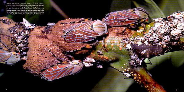 http://oloommagazine.com/images/Articles/15/SCI99b15N10_H02_008152.jpg