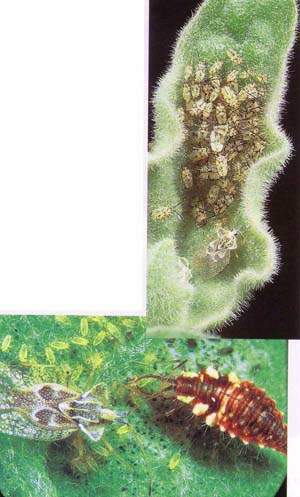 http://oloommagazine.com/images/Articles/15/SCI99b15N10_H02_008158.jpg