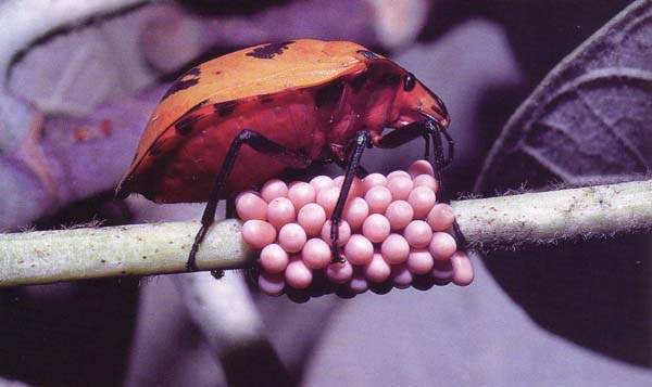 http://oloommagazine.com/images/Articles/15/SCI99b15N10_H02_008160.jpg