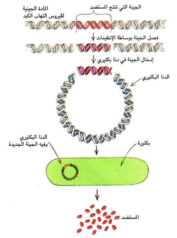 http://oloommagazine.com/images/Articles/15/SCI99b15N6-7_H05_008951.jpg