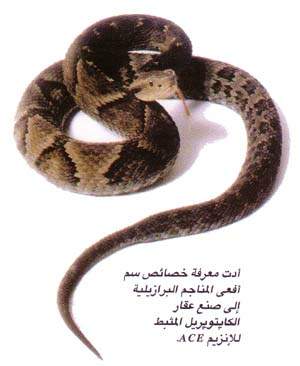 http://oloommagazine.com/images/Articles/15/SCI99b15N6-7_H05_008952.jpg