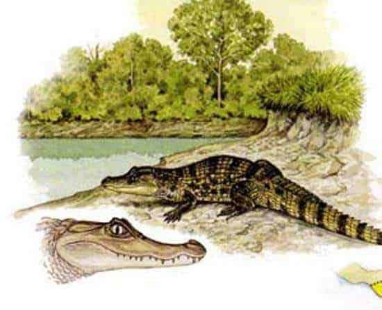http://oloommagazine.com/images/Articles/15/SCI99b15N6-7_H02_008919.jpg