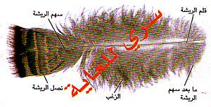 http://oloommagazine.com/images/Articles/15/SCI99b15N12_H01_008364.jpg