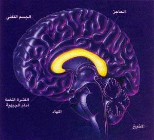 http://oloommagazine.com/images/Articles/15/SCI99b15N12_H04_008389.jpg