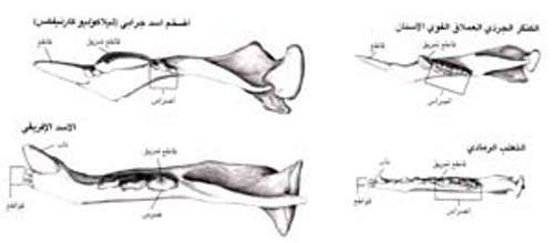 http://oloommagazine.com/images/Articles/15/SCI99b15N11_H05_008297.jpg