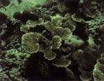 http://oloommagazine.com/images/Articles/15/SCI99b15N5_H02_008819.jpg