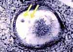 http://oloommagazine.com/images/Articles/16/SCI2000b16N4_H05_00289.jpg