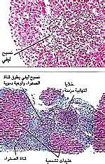 http://oloommagazine.com/images/Articles/16/SCI2000b16N4_H05_00290.jpg