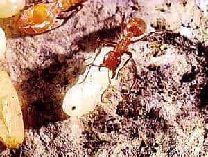 http://oloommagazine.com/images/Articles/16/SCI2000b16N4_H03_00258.jpg