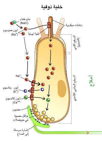 http://oloommagazine.com/images/Articles/17/SCI2001b17N6-7_H02_001758.jpg