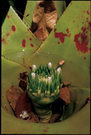 http://oloommagazine.com/images/Articles/17/SCI2001b17N8-9_H04_001891.jpg
