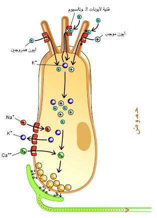 http://oloommagazine.com/images/Articles/17/SCI2001b17N6-7_H02_001759.jpg
