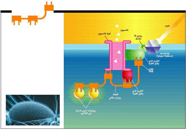 http://oloommagazine.com/images/Articles/17/SCI2001b17N1-2_H04_00371.jpg