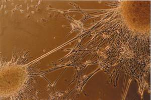 http://oloommagazine.com/images/Articles/18/SCI2002b18N2-3_H02_002159.jpg