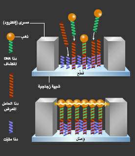 http://oloommagazine.com/images/Articles/19/SCI2003b19N4-5_H01_002931.jpg