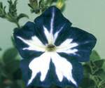 http://oloommagazine.com/images/Articles/20/SCI2004b20N2-3_H03_003344.jpg