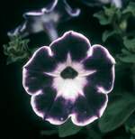 http://oloommagazine.com/images/Articles/20/SCI2004b20N2-3_H03_003345.jpg