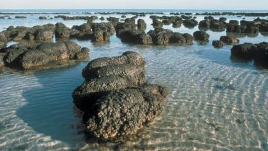 http://oloommagazine.com/images/Articles/20/SCI2004b20N2-3_H01_003329.jpg