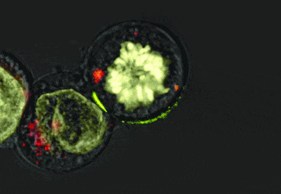 http://oloommagazine.com/images/Articles/2007/2-3/27.gif