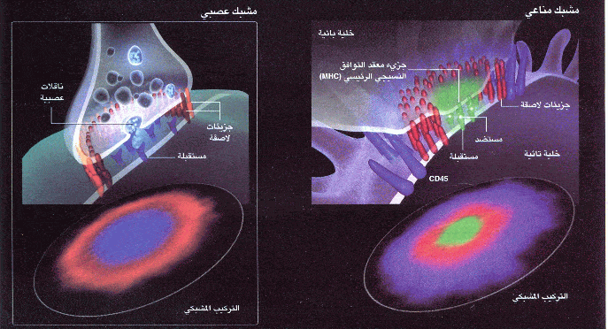 http://oloommagazine.com/images/Articles/2007/2-3/sc_005.gif