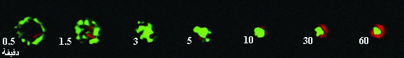http://oloommagazine.com/images/Articles/2007/2-3/23.gif