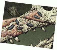 http://oloommagazine.com/images/Articles/2007/5-6/56.gif