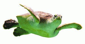 http://oloommagazine.com/images/Articles/2008/3-4/85.gif