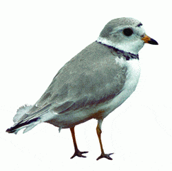 http://oloommagazine.com/images/Articles/2008/3-4/84.gif