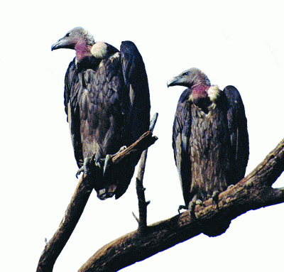 http://oloommagazine.com/images/Articles/2008/3-4/93.gif