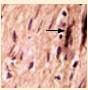 http://oloommagazine.com/images/Articles/21/SCI2005b21N7-8_H05_004145.jpg