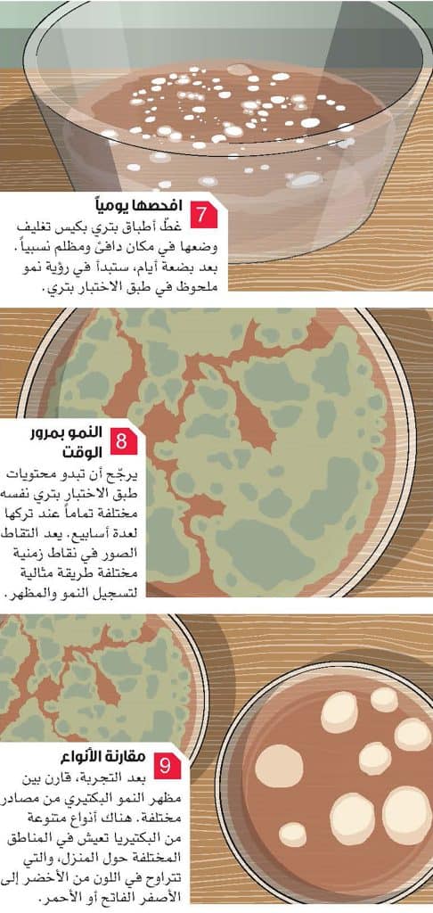 ازرع البكتيريا