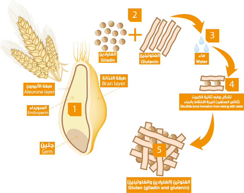 ما الغلوتين