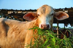  عملية الهضم لدى حيوانات