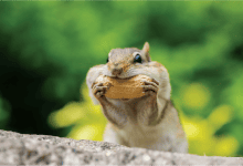 عملية الهضم لدى حيوانات