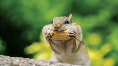 عملية الهضم لدى حيوانات