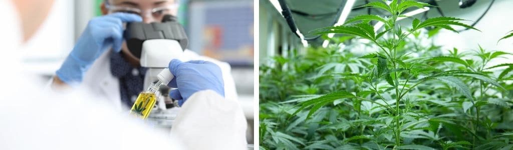 cannabis insurer Cannabis Production Insurance