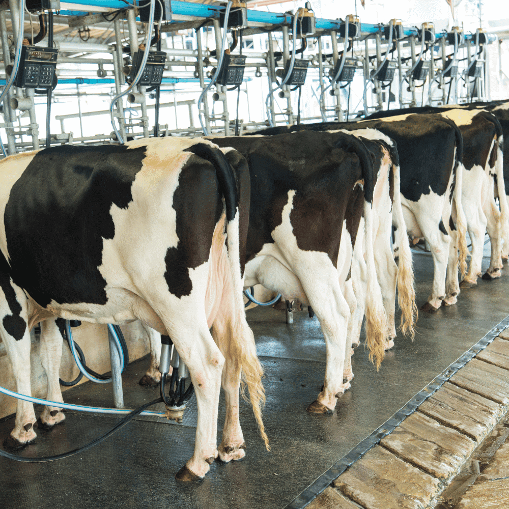 Une rang&eacute;e de vaches Holstein se tient c&ocirc;te &agrave; c&ocirc;te dans une salle de traite moderne du Qu&eacute;bec, chacune reli&eacute;e &agrave; des machines automatis&eacute;es. Les vaches sont vues de dos, avec des sols propres et des &eacute;quipements visibles au-dessus, conform&eacute;ment aux normes de soumission de l'industrie.