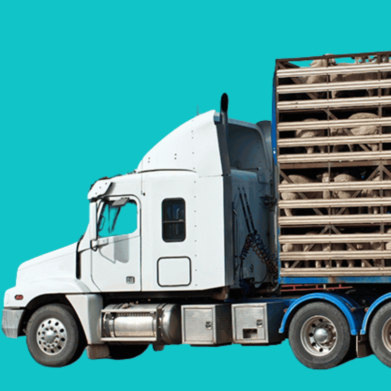 Cheap pet transport insurance Pet transport insurance in Quebec