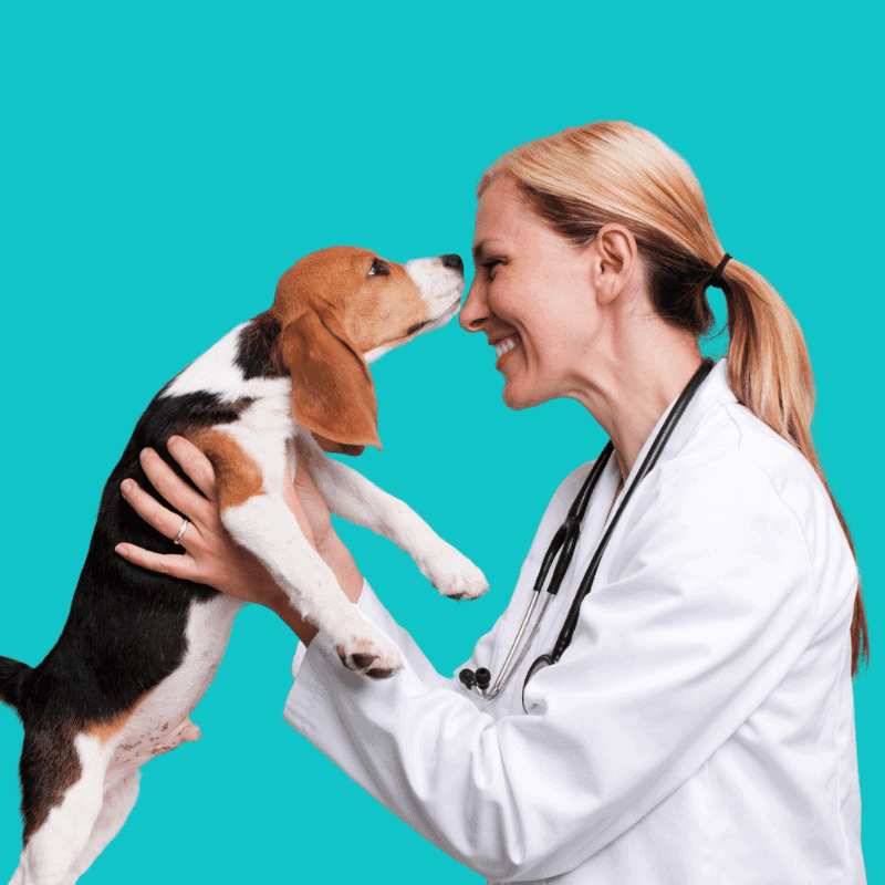 Veterinary Clinic Insurance Veterinarian plays with a beagle dog.