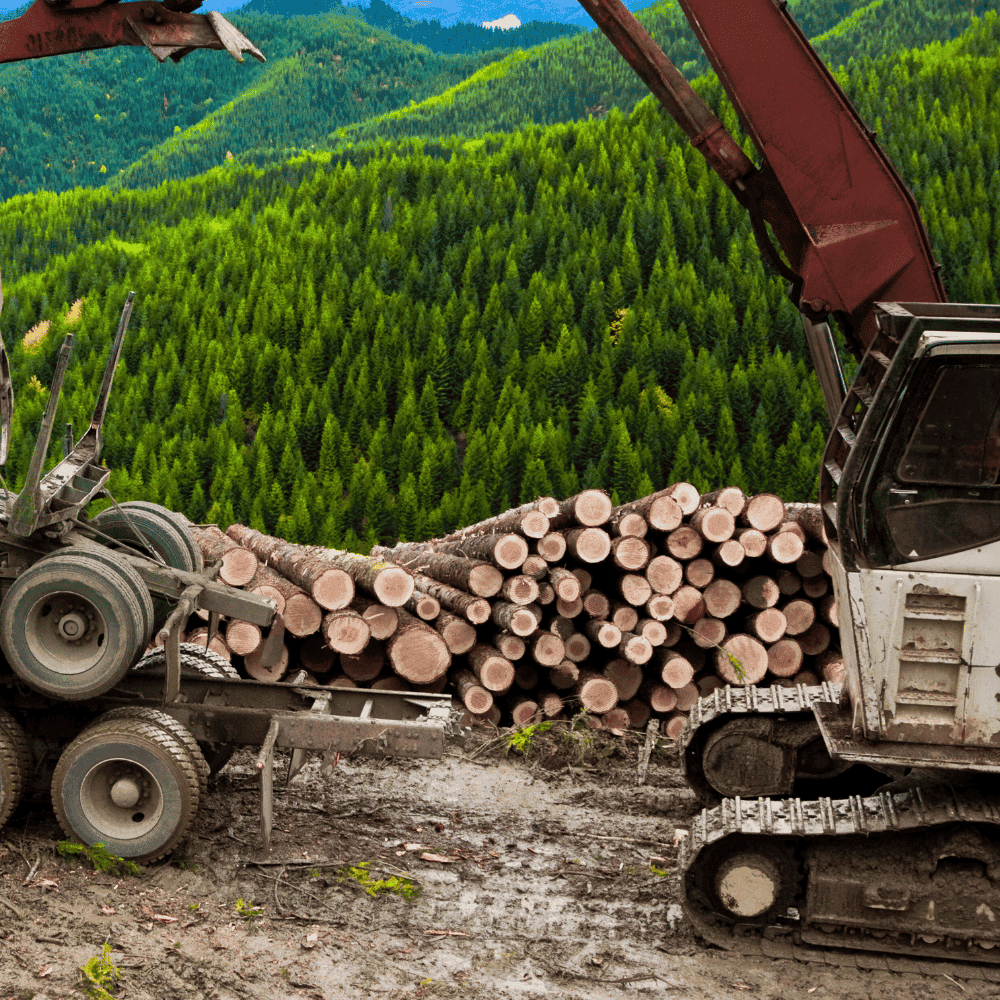 Logging with piles of cut wood